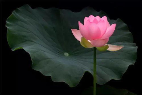 荷花拍著拍著就俗了 掌握這幾招才能拍出意境來